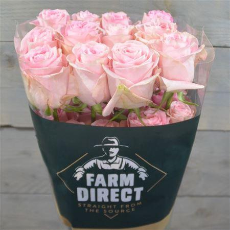 <h4>R Gr Mandala</h4>