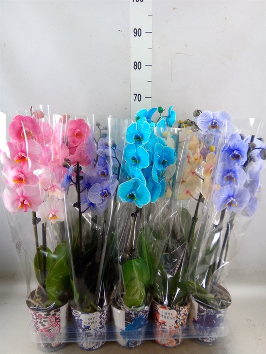 <h4>Phalaenopsis   ...</h4>