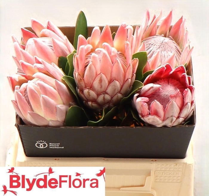 <h4>PROTEA CYNAROIDES</h4>