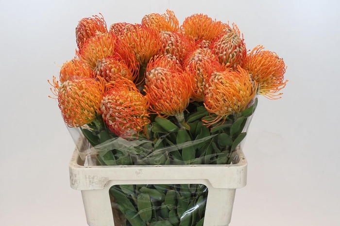 <h4>Nutans Jelena</h4>