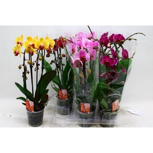 PHAL EL CASCADE