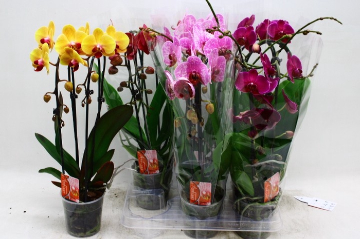 <h4>PHAL EL CASCADE</h4>