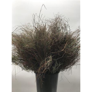 Falso Timo Dor Cm 70