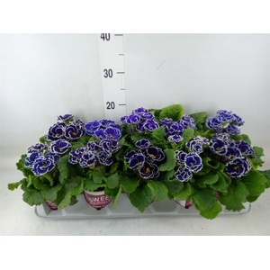 Primula ac. 'Candy Sky Blue'