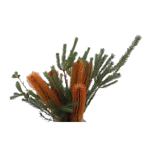 Banksia Ericifolia