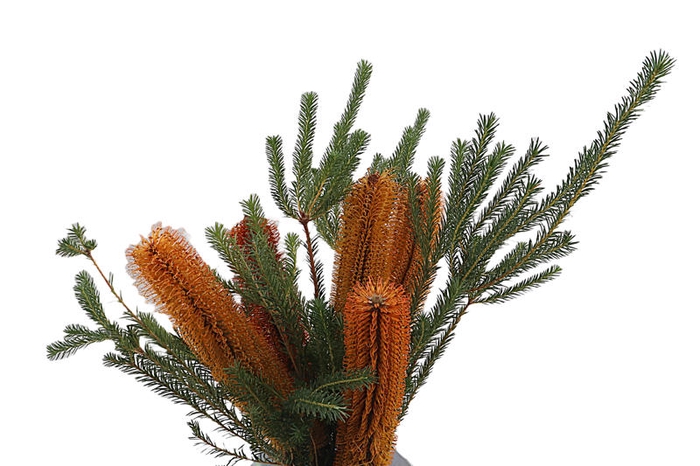<h4>Banksia Ericifolia</h4>