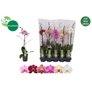 PHAL GEM