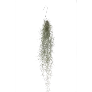 Tillandsia usneoidus 50 gram