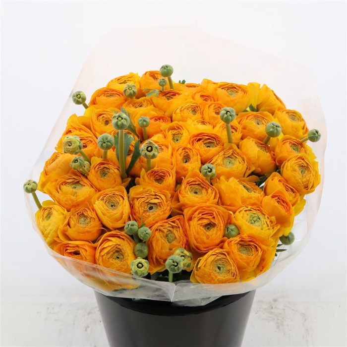 <h4>Ranunculus Succes Sunrise | Extra</h4>