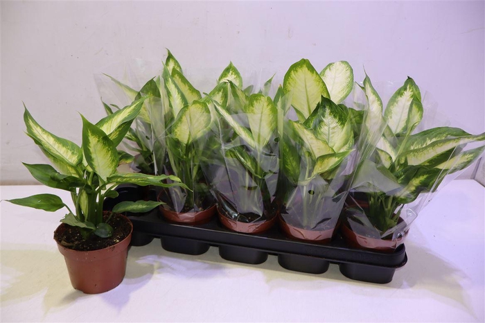 <h4>Dieff Camilla</h4>