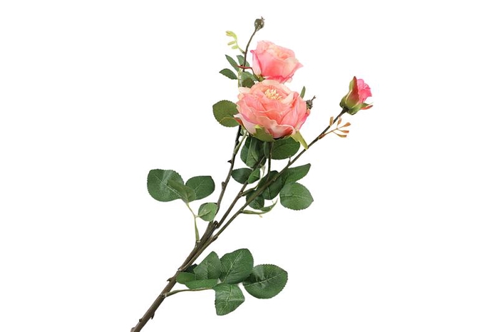Rosa Pink