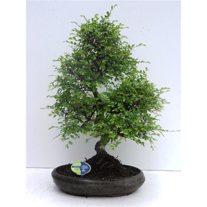 Zelkova parvifolia, 39cm., shape, without driptray