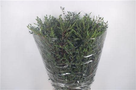 <h4>Euc Parvifolia Per Bunch 400 Gram Ex</h4>