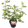 Ficus 'Little Miss Figgy' C7,5