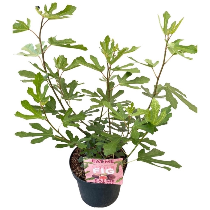 Ficus 'Little Miss Figgy' C7,5