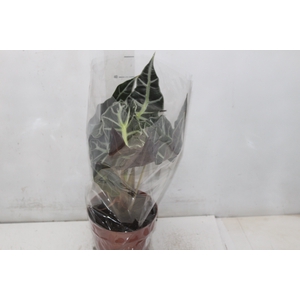 ALOCASIA POLLY P17