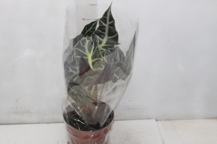 <h4>ALOCASIA POLLY P17</h4>