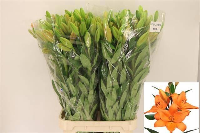 <h4>LI LA IDAHO</h4>