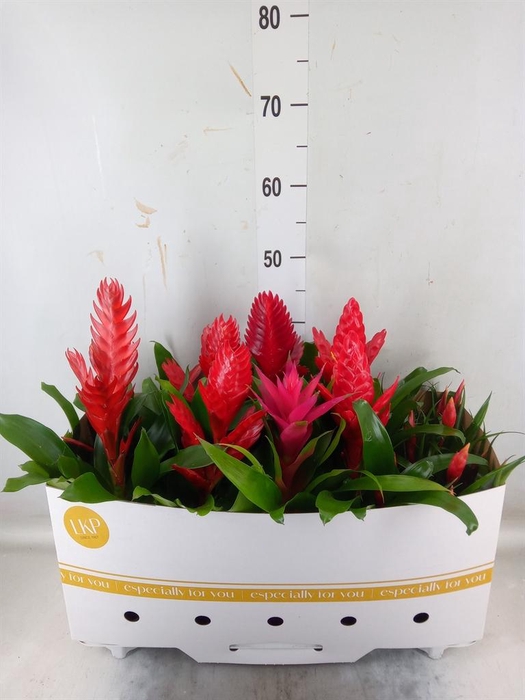 <h4>Bromelia   ...mix</h4>