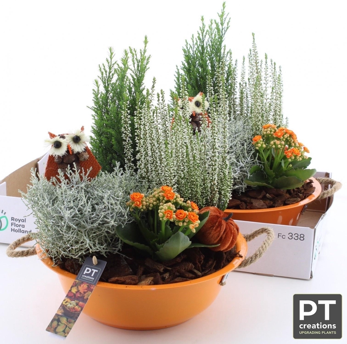 <h4>ARR TUINPLANTEN</h4>