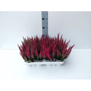 Calluna vulg. 'Beauty L Siska'