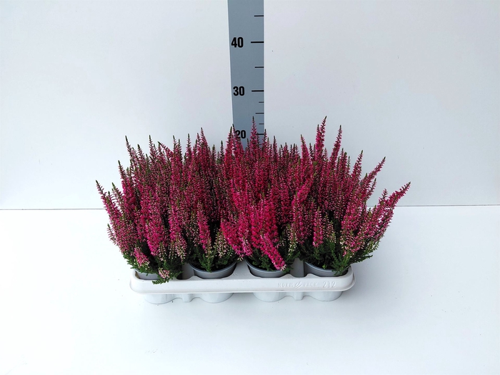 <h4>Calluna vulg. 'Beauty L Siska'</h4>