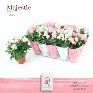 Rosa Infinity Mix P12 Kordana Grande Dolc'Amore® Majestic