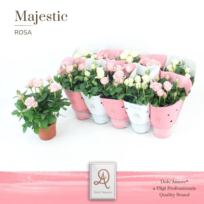<h4>Rosa Infinity Mix P12 Kordana Grande Dolc'Amore® Majestic</h4>