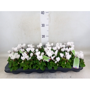 Cyclamen KL   ...