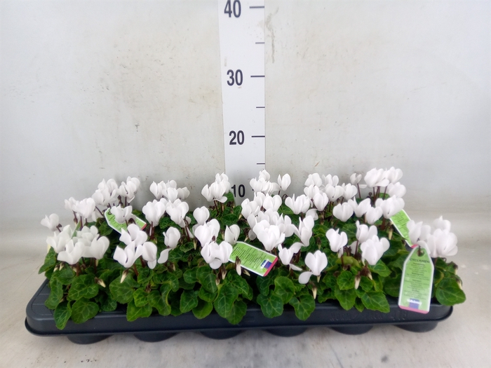 <h4>Cyclamen KL   ...</h4>