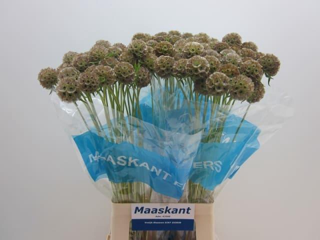 SCABIOSA BAL