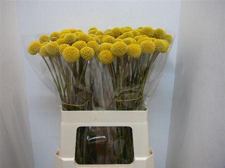 <h4>Craspedia Paint Pop</h4>