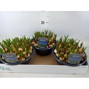 Muscari  'Big Smile'