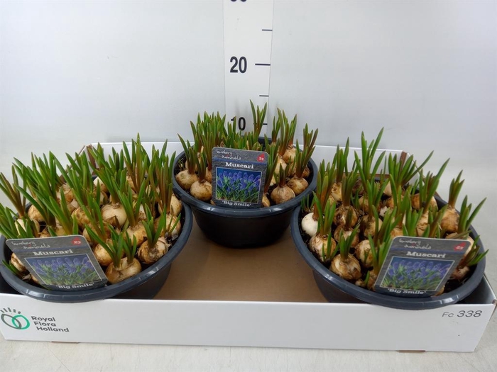 <h4>Muscari  'Big Smile'</h4>