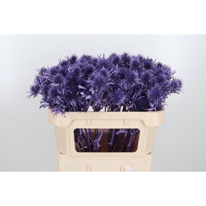 Eryn Supernova Kl Bh Metallic Paars