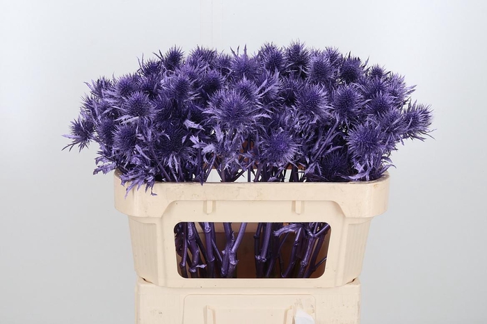 <h4>Eryn Supernova Kl Bh Metallic Paars</h4>