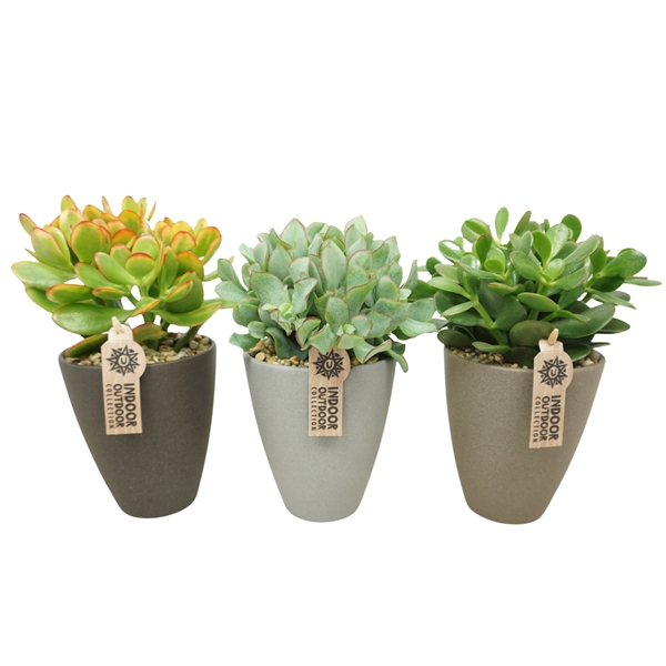 <h4>Crassula mix in 13 cm hoge vaaspot met grind (3 assorti)</h4>