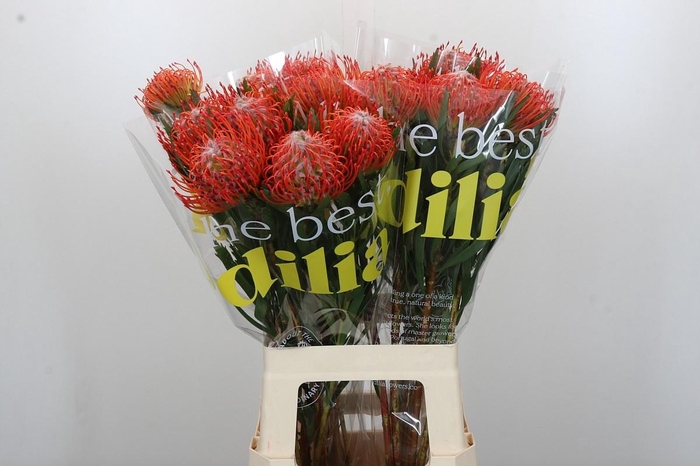 <h4>LEUCO CO TANGO</h4>