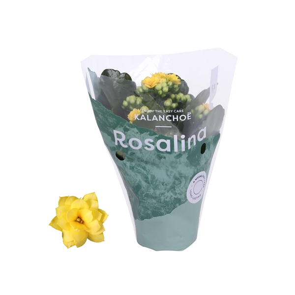 <h4>Kalanchoe Rosalina 07cm Don Amarillo geel</h4>