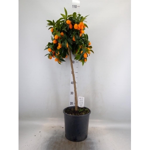 Citrus   ...