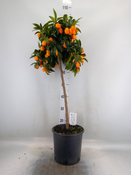 <h4>Citrus   ...</h4>