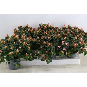 RHODO SI SACHSENSTER