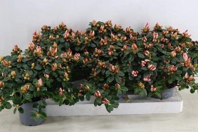 <h4>RHODO SI SACHSENSTER</h4>