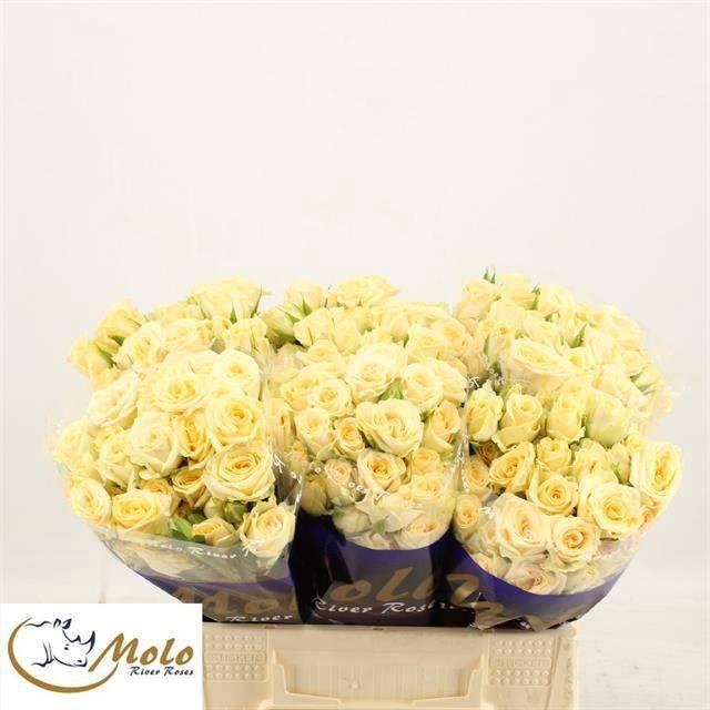 <h4>R TR SALINERO</h4>