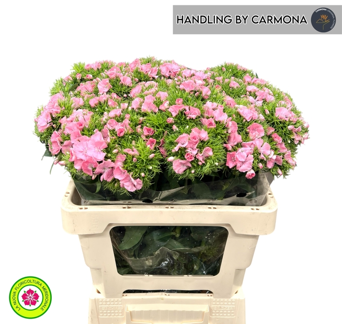 <h4>DI BARB EARL BRE</h4>