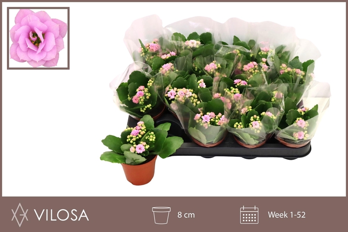 <h4>KAL GE ZETA LILAC</h4>