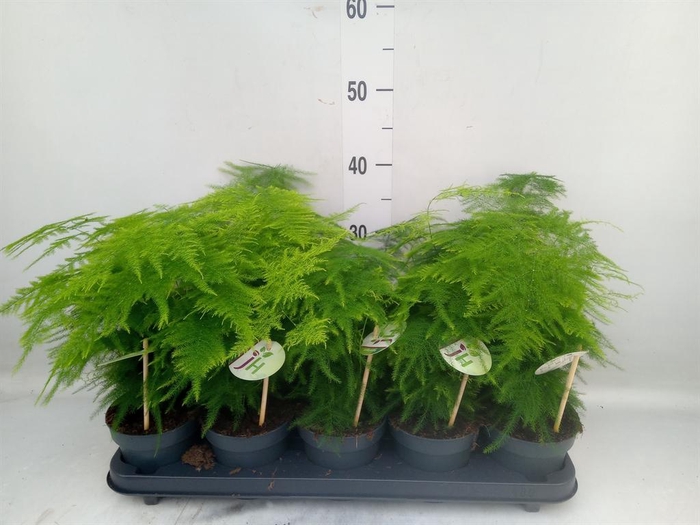 <h4>Asparagus setaceus</h4>