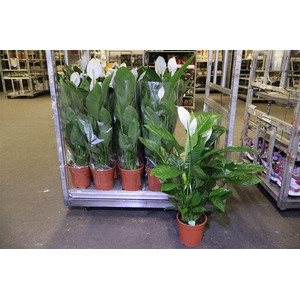 arr8 Spath Sweet Lauretta