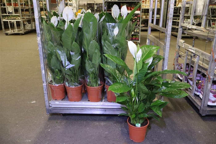 <h4>arr8 Spath Sweet Lauretta</h4>