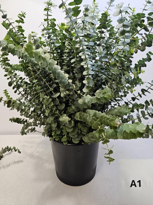 <h4>EUC BABY BLUE PB</h4>